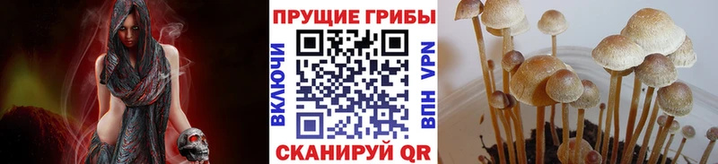 Купить где Чусовой Псилоцибиновые грибы Psilocybe